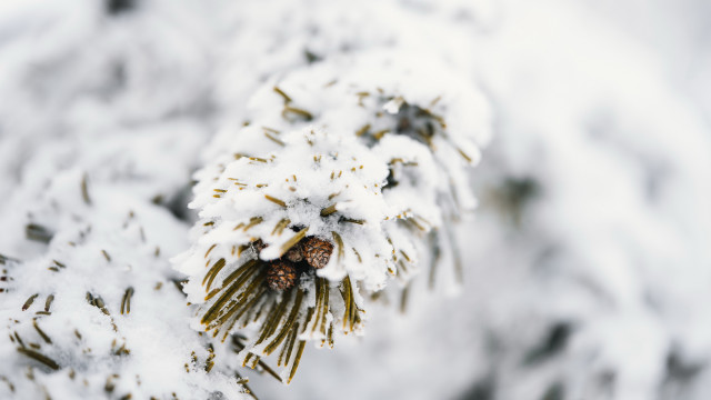 Pine tree snow covered pinecones free wallpaper for desktop - medium preview image