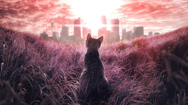 Cat field city skyline red free wallpaper for desktop - medium preview image