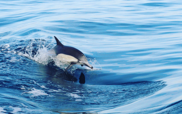 Dolphin ocean sky beach ship free wallpaper for desktop - medium preview image