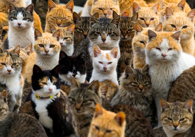 Large group of cats standing free wallpaper for desktop - medium preview image