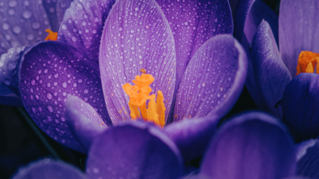 Purple flower water droplets yellow #6 free wallpaper for desktop - medium preview image