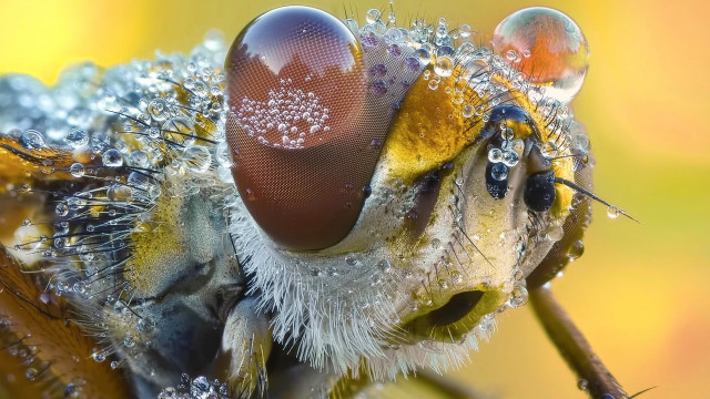 Bug water drops macro photography free wallpaper for desktop - medium preview image