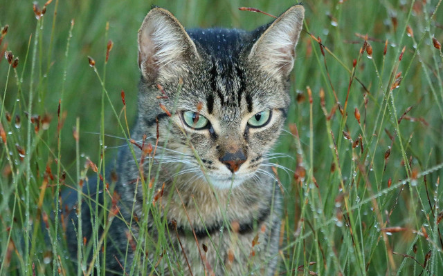 Cat tallgrass blueeyes blackstripe naturalism free wallpaper for desktop - medium preview image