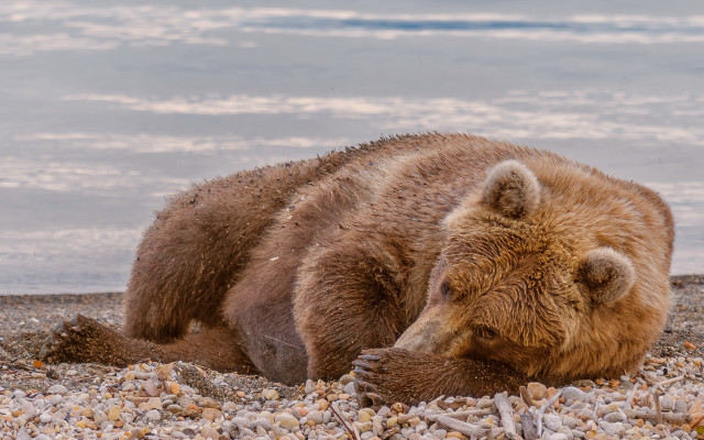 Brown bear rocky beach ocean free wallpaper for desktop - medium preview image