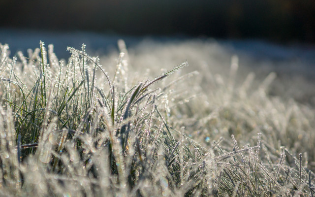 Frosty dewgrass sunshine fog ecological free wallpaper for desktop - medium preview image