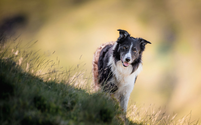 Dog walking grass field blurry free wallpaper for desktop - medium preview image
