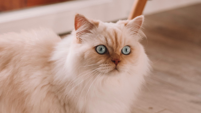 White cat blue eyes serious #9 free wallpaper for desktop - medium preview image