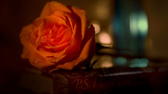 Orange rose water droplets macro free wallpaper for desktop - medium preview image