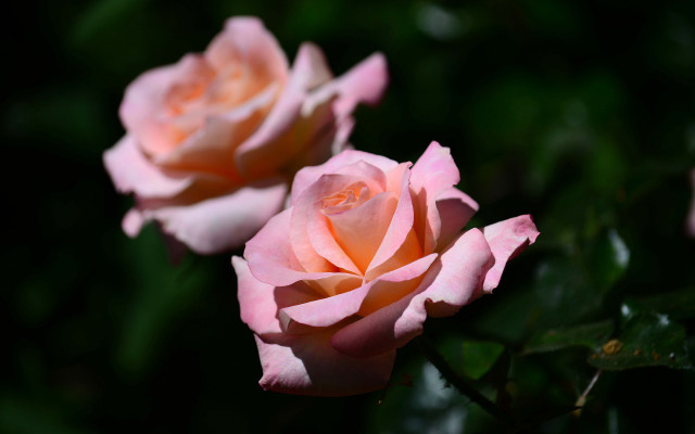 Pink roses garden blurry depth #2 free wallpaper for desktop - medium preview image
