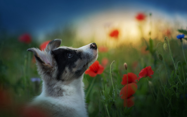 Dog looking up field flowers free wallpaper for desktop - medium preview image