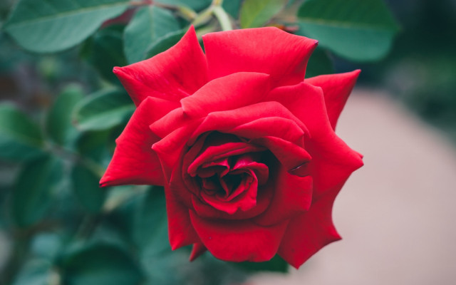 Red rose green leaves macro #6 free wallpaper for desktop - medium preview image