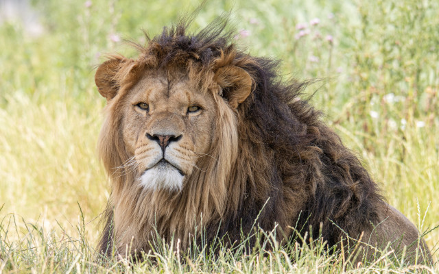 Lion lying in grass naturalism free wallpaper for desktop - medium preview image
