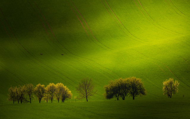 Green field trees birds forest free wallpaper for desktop - medium preview image