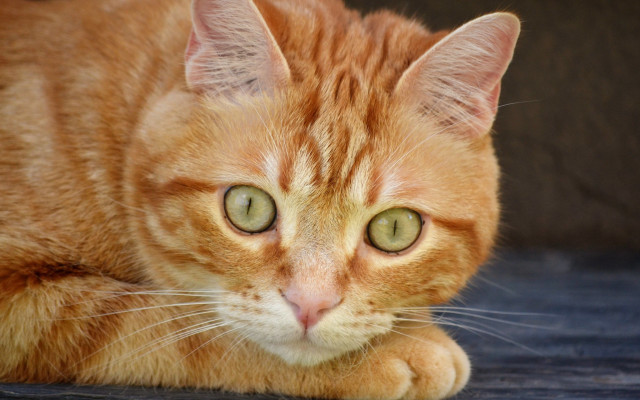 Cat green eyes blue surface free wallpaper for desktop - medium preview image