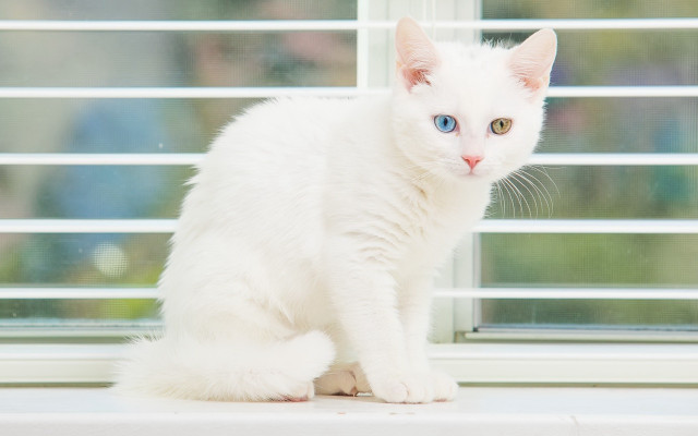 White cat window blinds blue free wallpaper for desktop - medium preview image