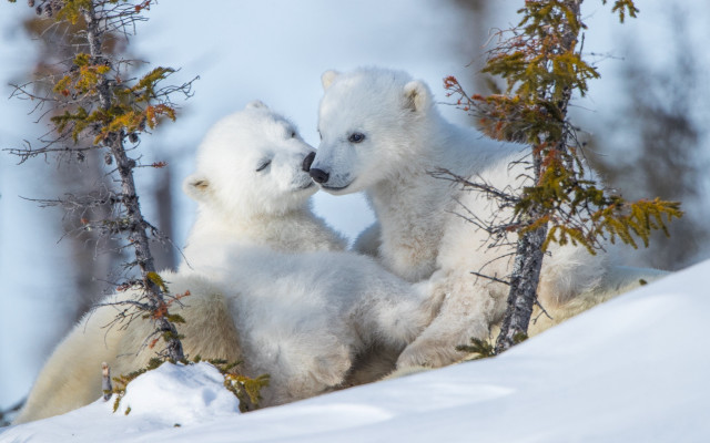 Polar bears playing snow wildlife free wallpaper for desktop - medium preview image