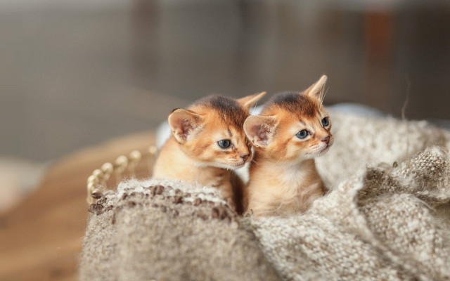Kittens basket blue eyes blurry free wallpaper for desktop - medium preview image