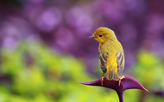 Yellow bird purple flower garden #2 free wallpaper for desktop - medium preview image