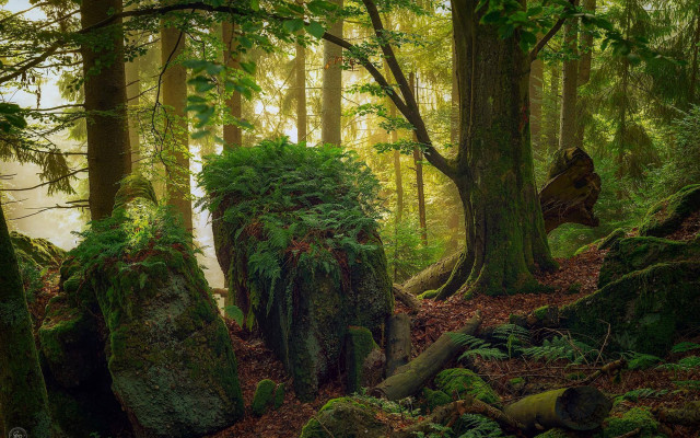 Forest mossy rocks stream nature free wallpaper for desktop - medium preview image