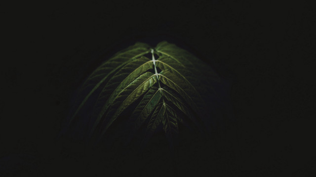 Green leaf dark light raytraced free wallpaper for desktop - medium preview image