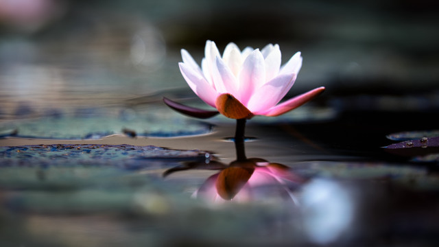 Pink flower floating lily pads free wallpaper for desktop - medium preview image