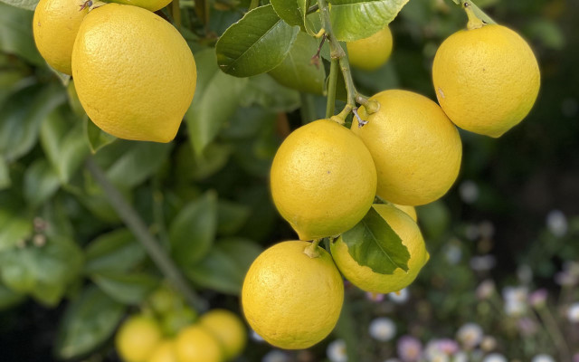 Lemons hanging branch bokeh blurry free wallpaper for desktop - medium preview image