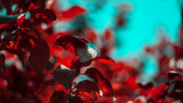 Red white plant sky macro free wallpaper for desktop - medium preview image