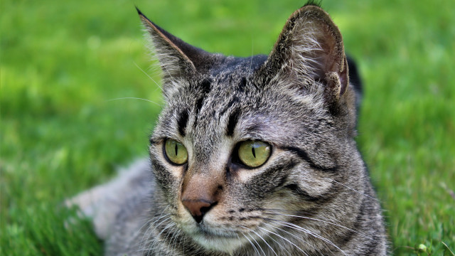 Cat grass sad eyes nature free wallpaper for desktop - medium preview image