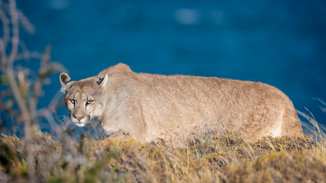 Mountain lion grassy hill blue free wallpaper for desktop - medium preview image