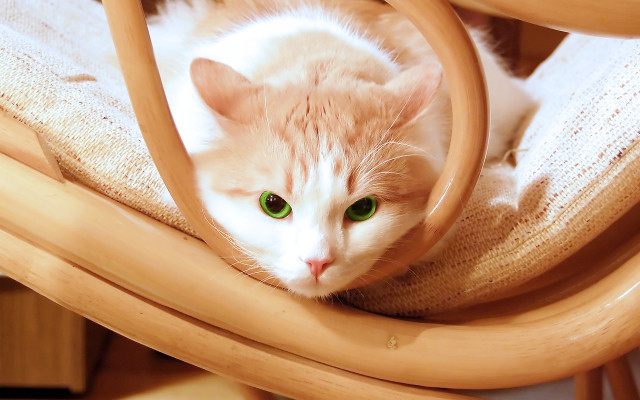 Cat sitting chair blanket green free wallpaper for desktop - medium preview image