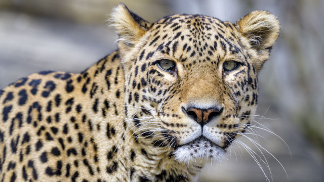 Leopard closeup blurry background animal free wallpaper for desktop - medium preview image