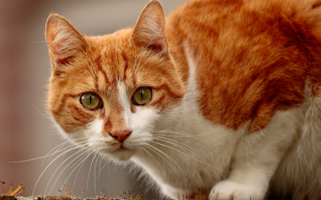 Serious green eyed cat on #2 free wallpaper for desktop - medium preview image