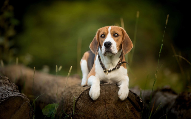 Beagle puppy woods sad collar free wallpaper for desktop - medium preview image