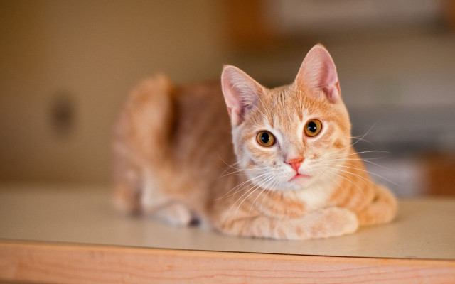 Sad cat table eye blurry free wallpaper for desktop - medium preview image