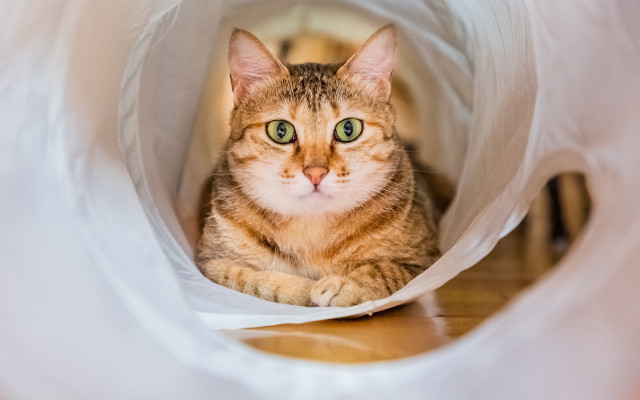 White cat curious bag green free wallpaper for desktop - medium preview image