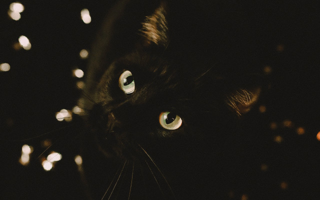 Black cat green eyes blurry #6 free wallpaper for desktop - medium preview image
