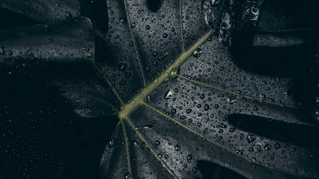 Leaf water droplets green stem free wallpaper for desktop - medium preview image