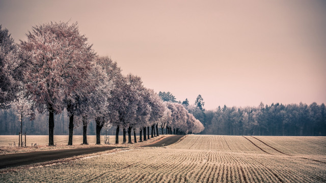 Trees field dirt road winter free wallpaper for desktop - medium preview image