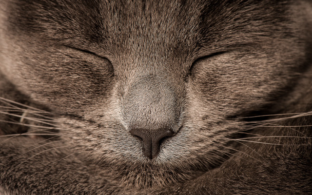 Cat closed eyes macro art free wallpaper for desktop - medium preview image