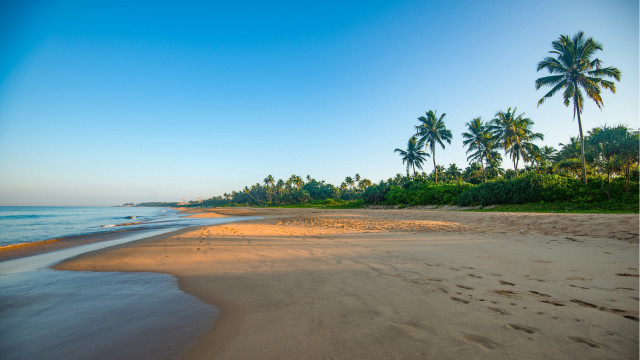 Sandy beach palm trees water free wallpaper for desktop - medium preview image