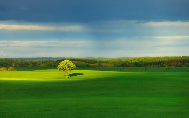 Lone tree green field cloudy #4 free wallpaper for desktop - medium preview image