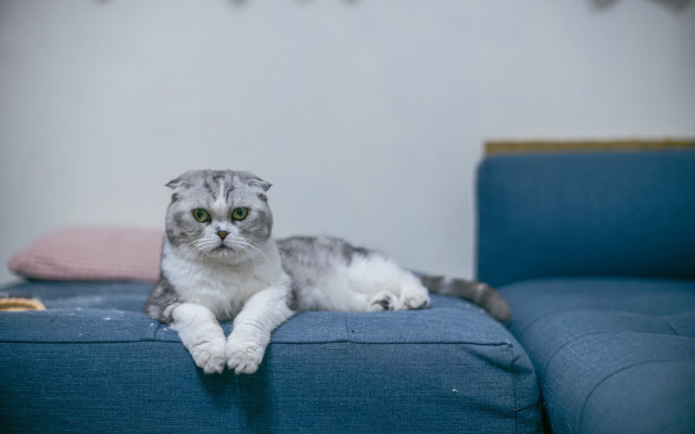 Cat blue couch pink pillow free wallpaper for desktop - medium preview image