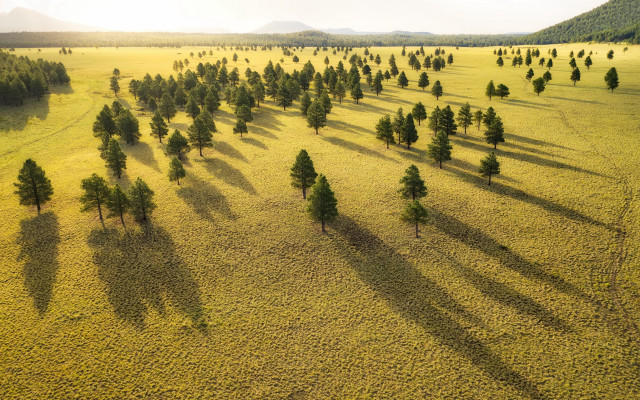 Large field trees sunset mountains free wallpaper for desktop - medium preview image