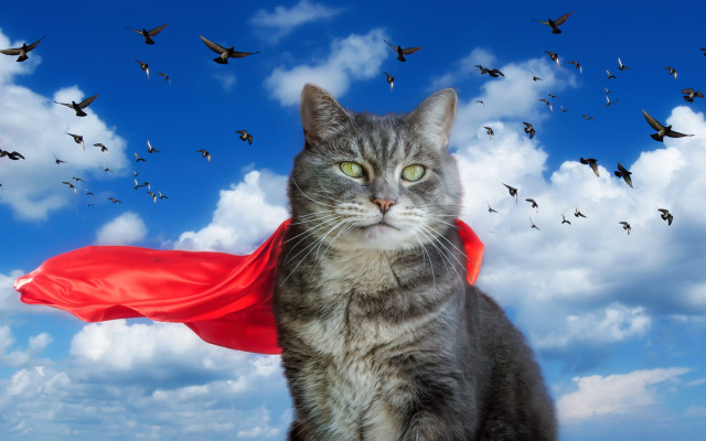 Cat cape birds clouds heroic free wallpaper for desktop - medium preview image