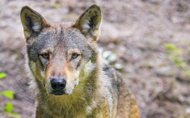 Wolf shiba inu tiger animal free wallpaper for desktop - medium preview image