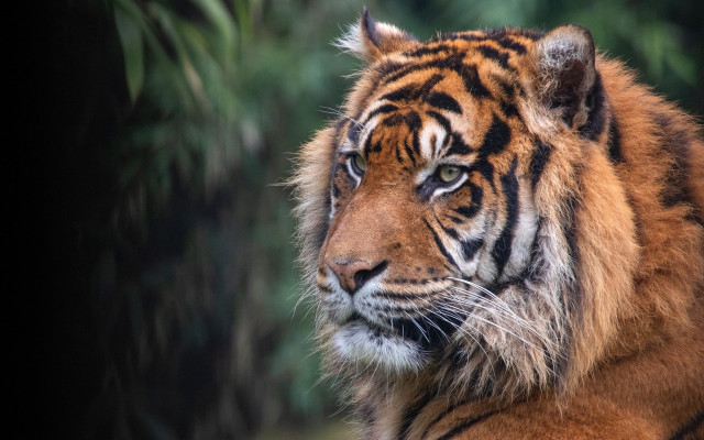 Tiger distant look trees blurry free wallpaper for desktop - medium preview image
