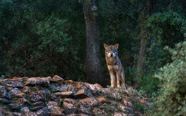 Lone wolf rocky hillside forest free wallpaper for desktop - medium preview image