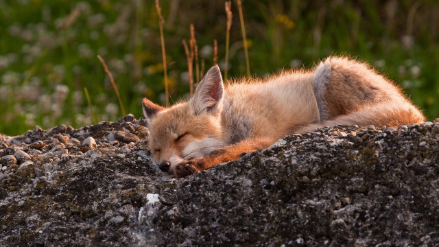 Fox sleeping rock sun grass free wallpaper for desktop - medium preview image