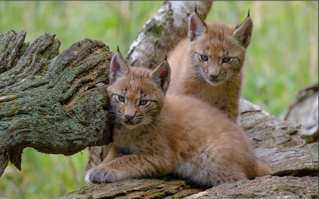Kittens tree woods nature blurry free wallpaper for desktop - medium preview image