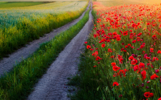 Flower field dirt road sunset free wallpaper for desktop - medium preview image